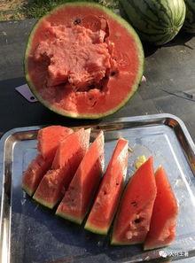 网红瓜可以在哪吃,揭秘各大热门美食聚集地  第2张